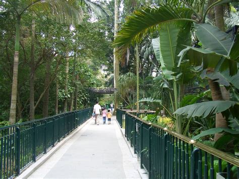 樟樹 用途|香港動植物公園